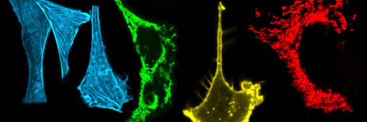 Marcel Bruchez banner