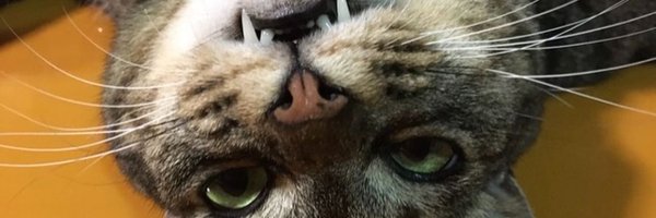 paperback_rec Profile Banner