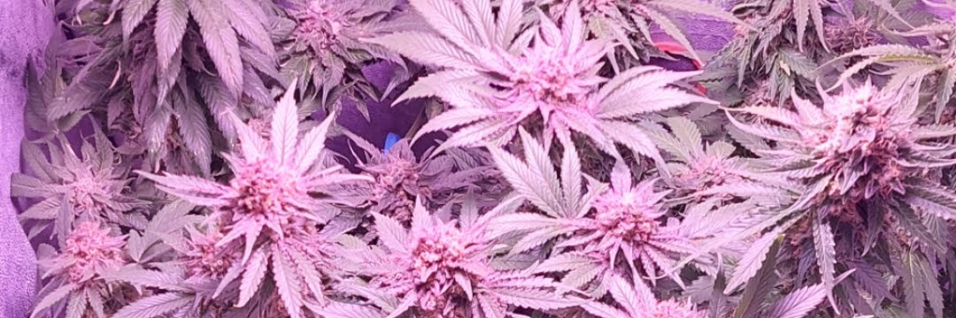 testerseeds59 banner