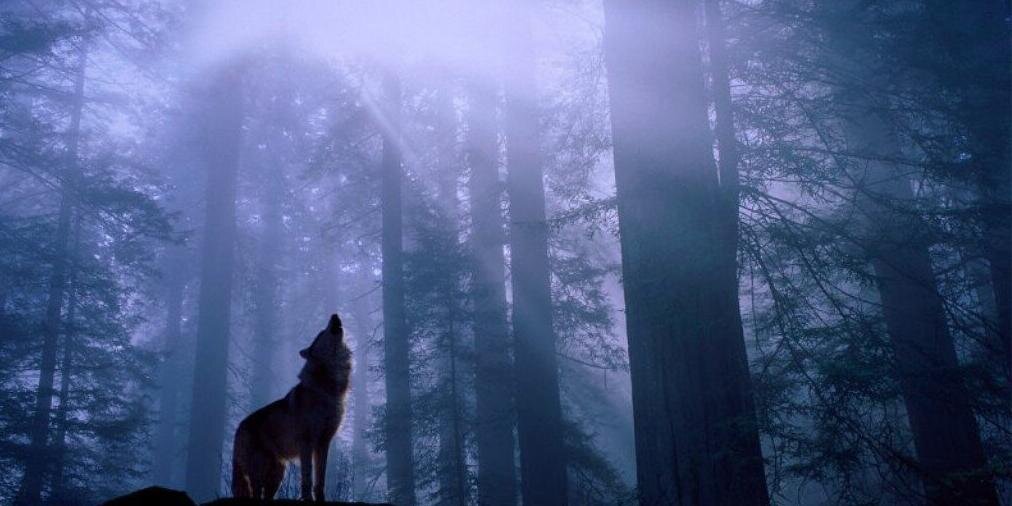 tsumewulf's profile banner image