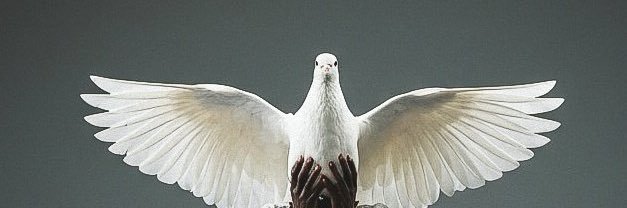 alopa_'s profile banner image