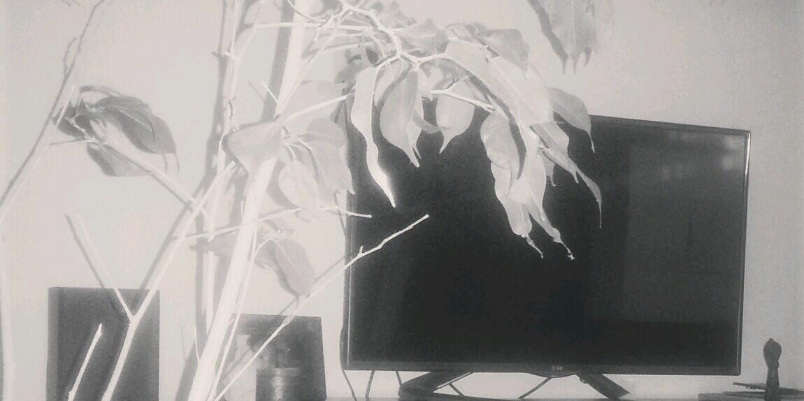 marisol calvo banner