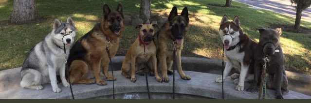 DogMatters_'s profile banner image