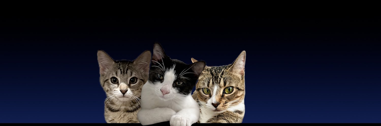 Jarrett Bellini banner