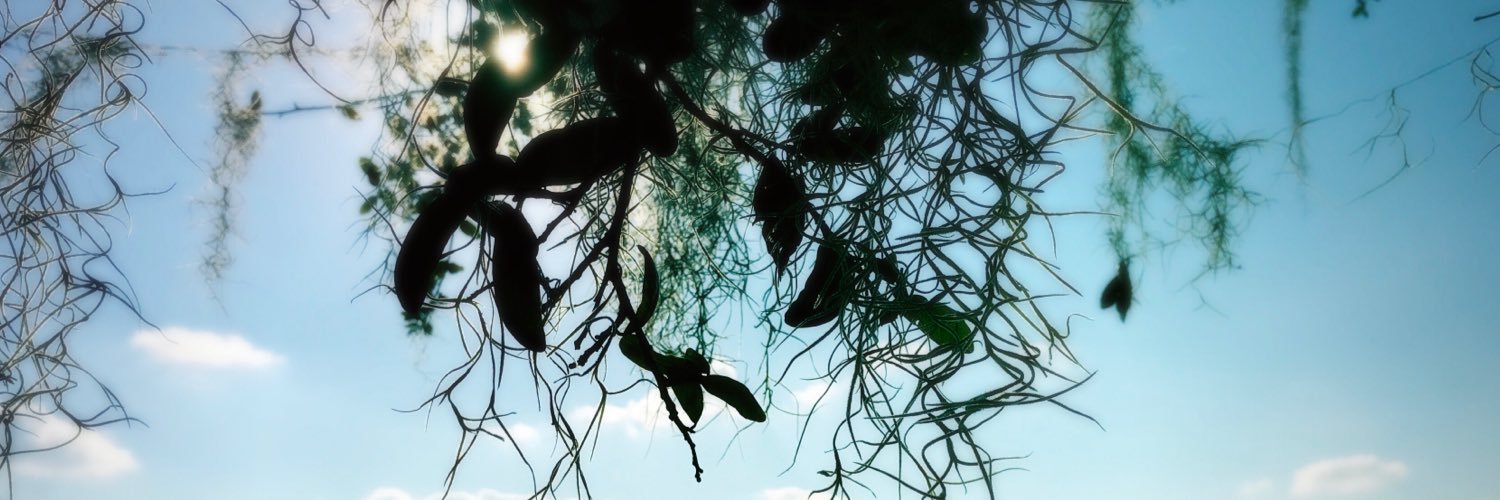 sandraroa's profile banner image