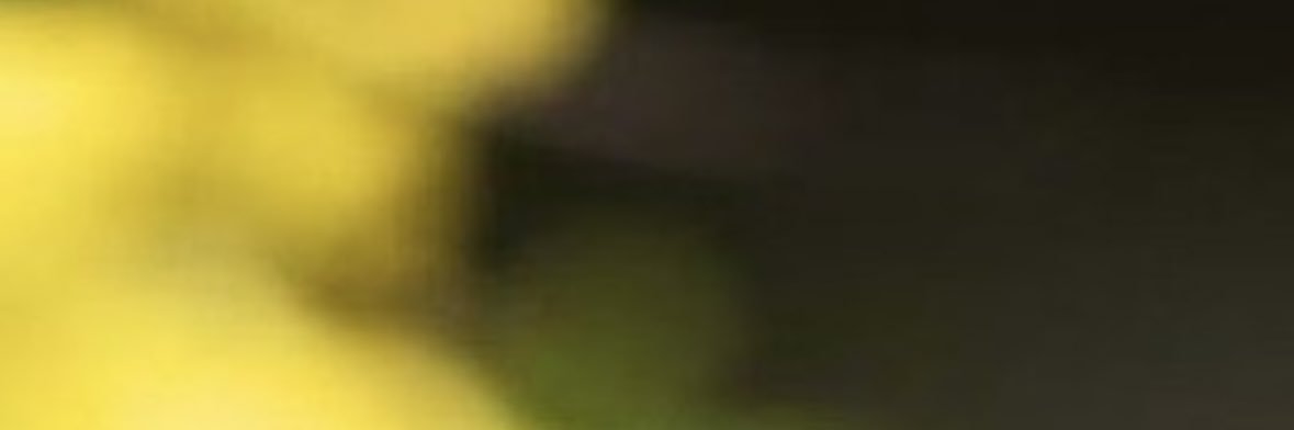 mimo banner