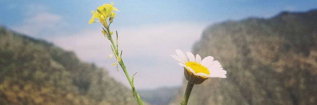 🌞RONYA🌞 banner