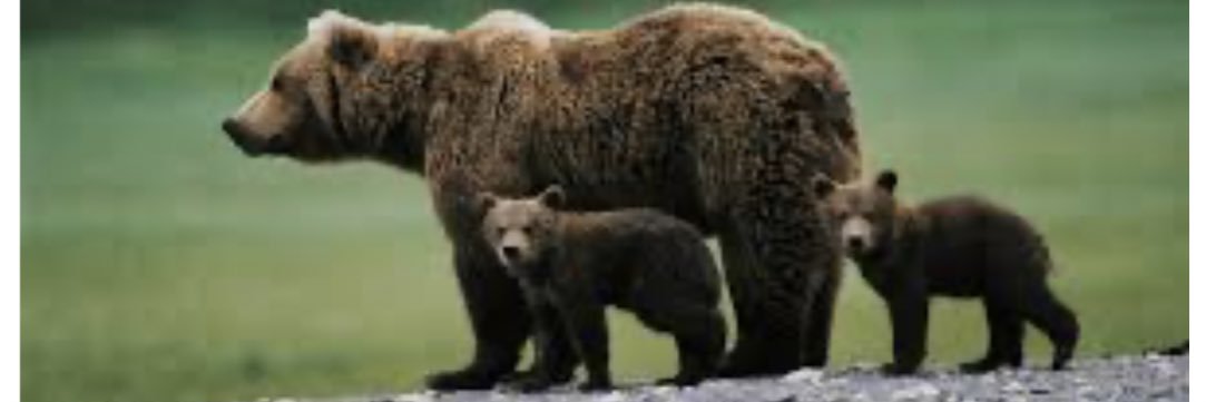 Bear Necessities banner