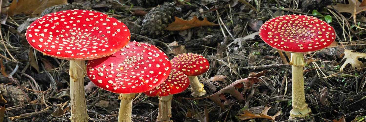 Nelsin 🚃🐔🍒🗿👧 banner