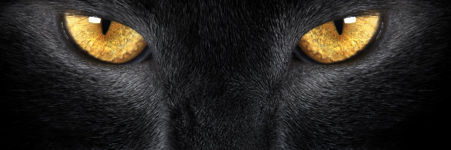 fofuriaS2's profile banner image