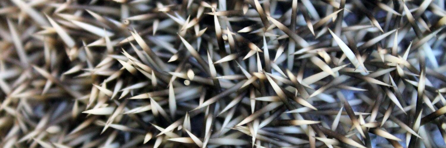 chibi fadista: feather-poke woman banner