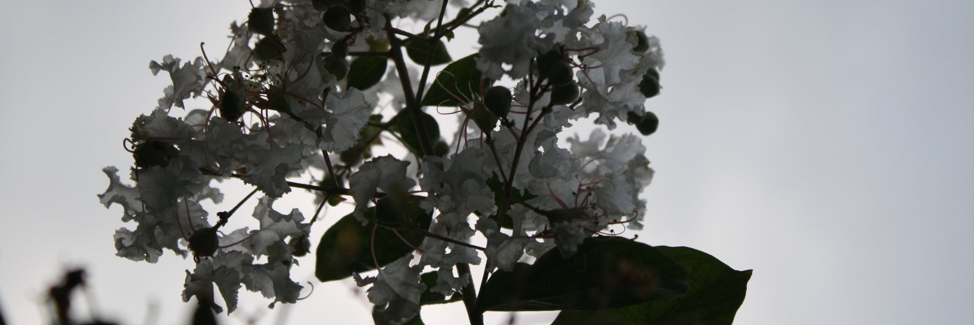 astucia's profile banner image