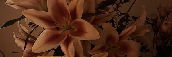 safxmeh Profile Banner