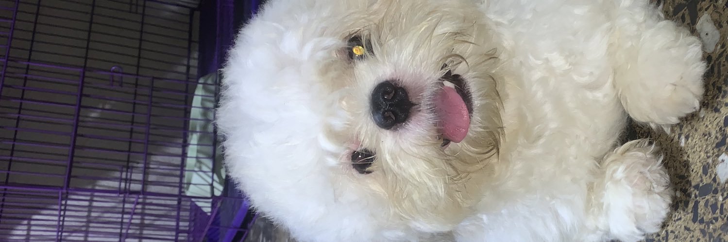 tashaumo's profile banner image