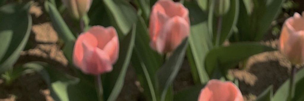 annpoop's profile banner image