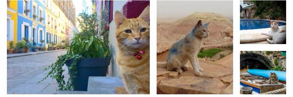TravellingCats Profile Banner