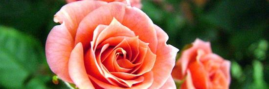 AnnaMariaEccola's profile banner image
