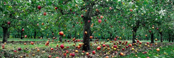 theciderbox Profile Banner