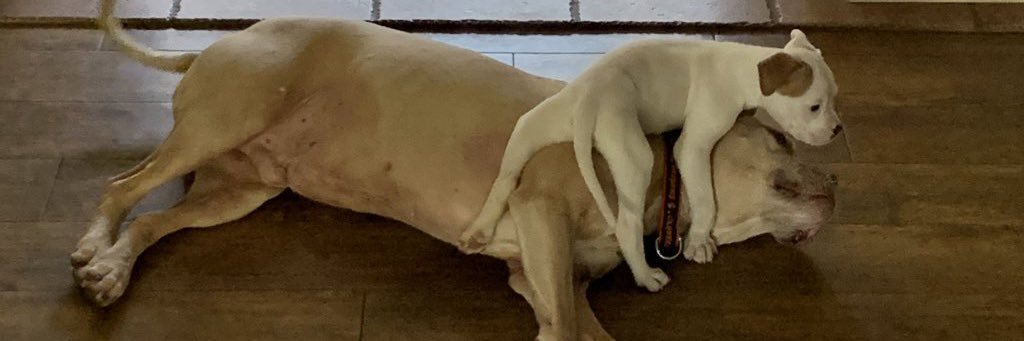 Lemon Pepper Drew banner