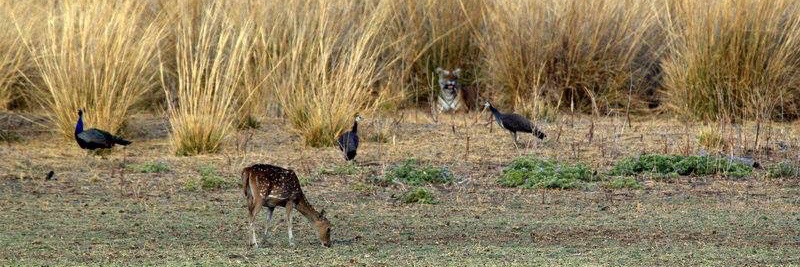 Eva Borreguero banner