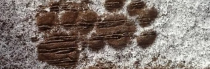 Rachel O'Brien-Morano banner