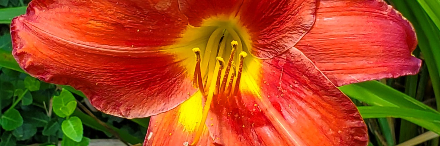 corsini66's profile banner image