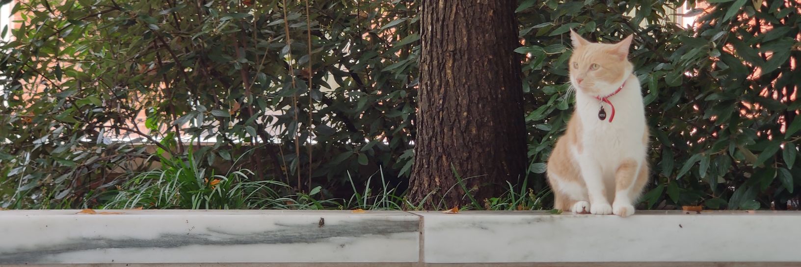 matthewfl's profile banner image