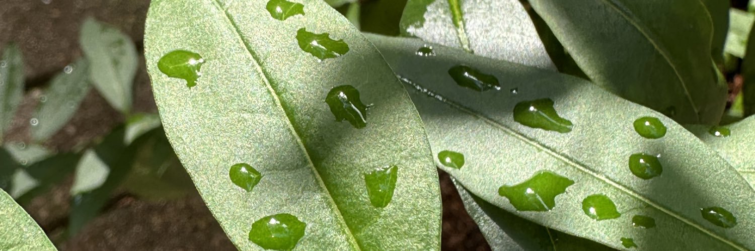 lauralib's profile banner image