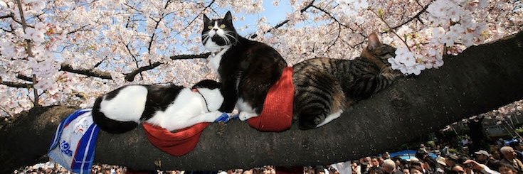 A_rizens's profile banner image