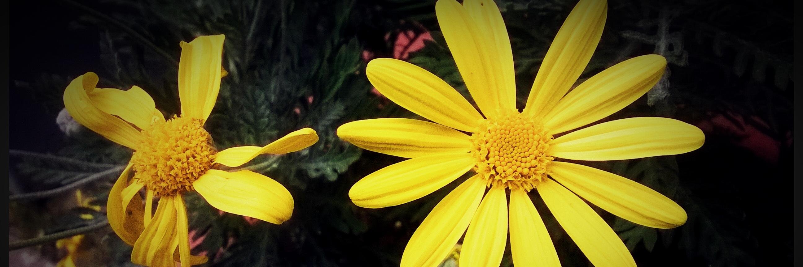 GezererAyla's profile banner image