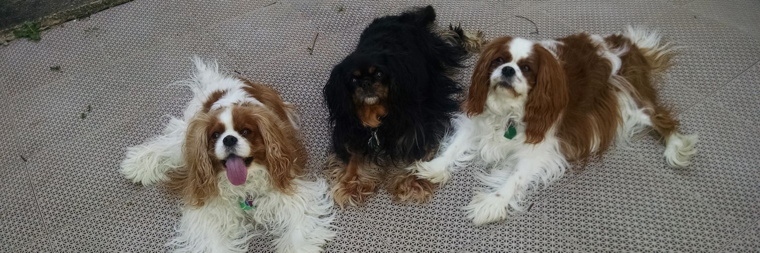 Animals158's profile banner image