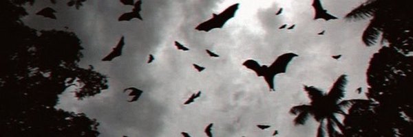 RaeesMagicz Profile Banner