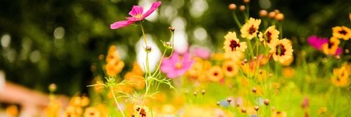 bellaprly's profile banner image