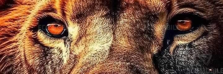 luisfrig's profile banner image