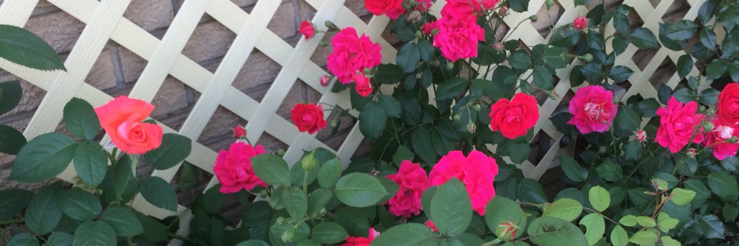 DanielaMMicu's profile banner image