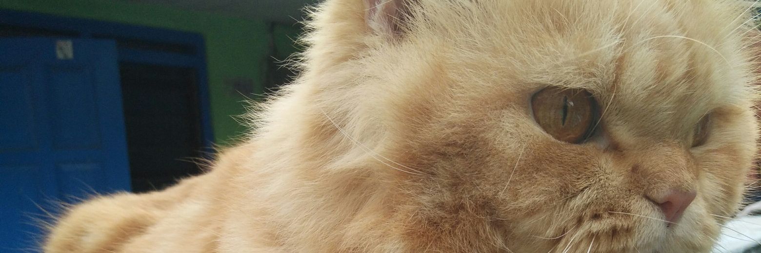 KurniaPanda's profile banner image