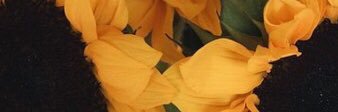 jaselous's profile banner image