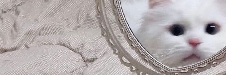 xia banner
