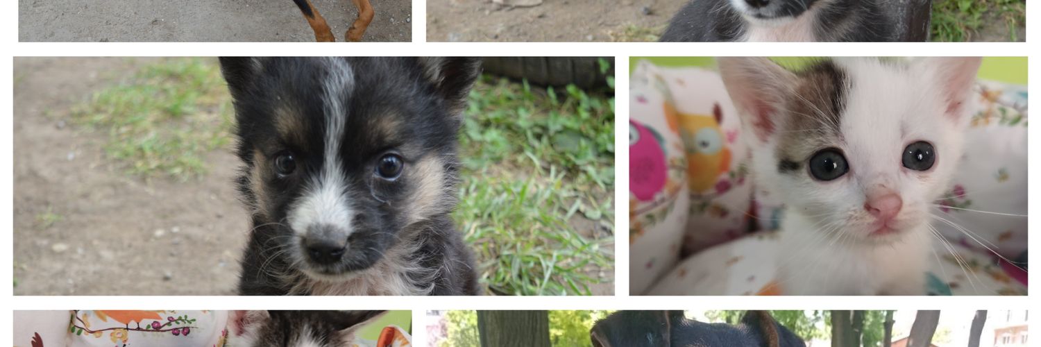 Udruženje za zaštitu životinja Pazovačke šapice's banner