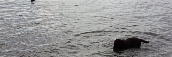 AngieNewy Profile Banner