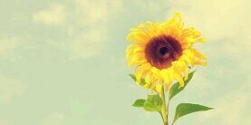 sunriseclosed's profile banner image