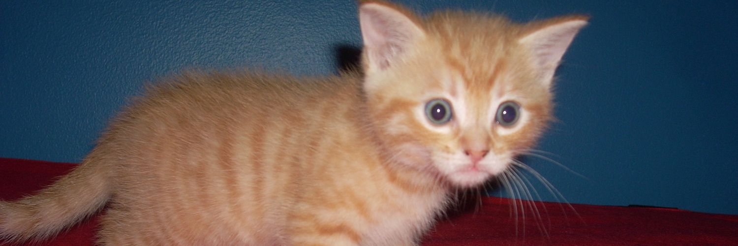 ShadowTheSquirrel banner