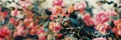 sofisolorzano1's profile banner image