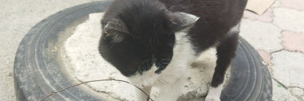 Anajbejeb Profile Banner