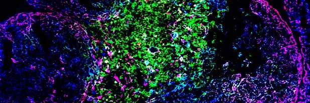 Mohsen Khosravi Maharlooei banner