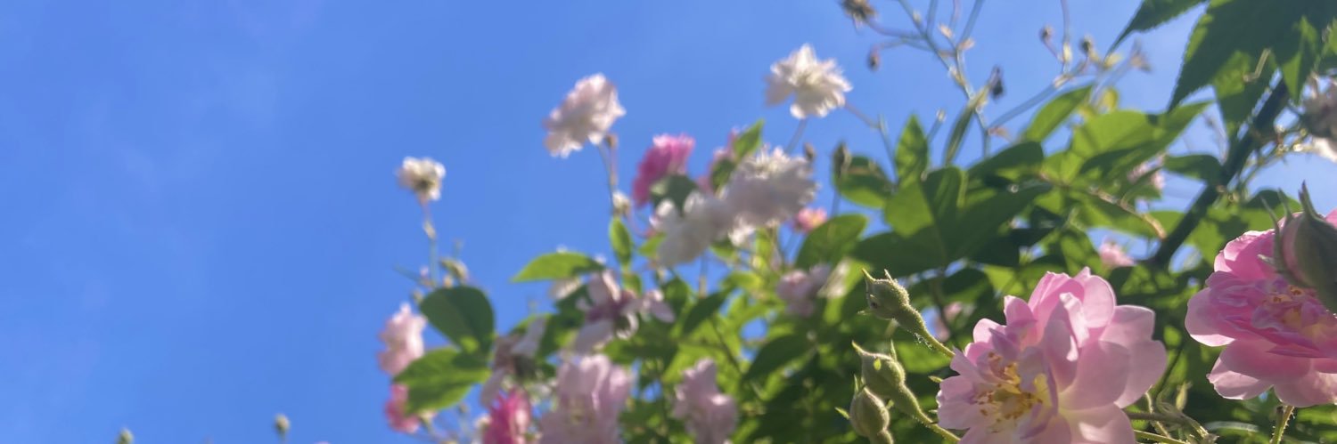 🐈🐈‍⬛🦆 banner