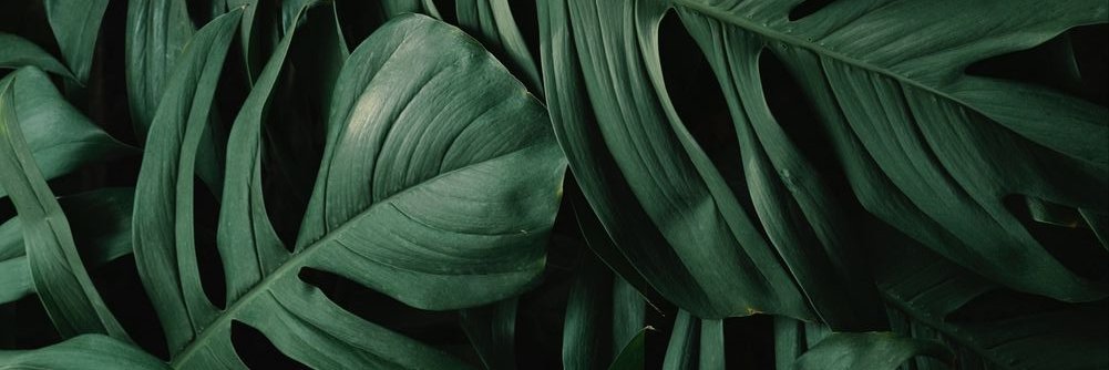 essosaurus's profile banner image