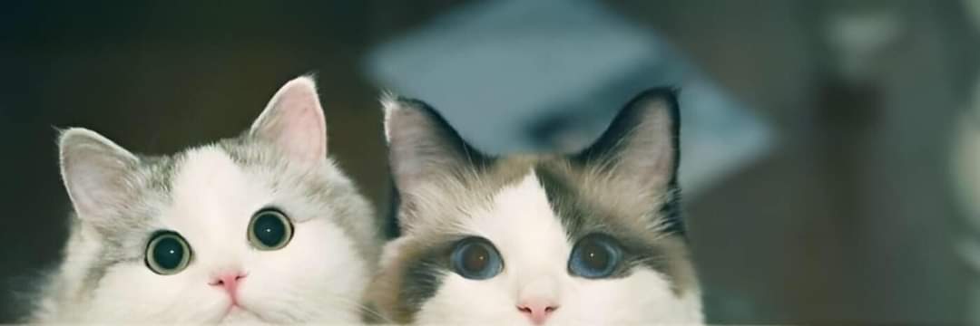 ᙏ̤̫ 𝑭.𝑬𝑹𝑵𝑵𝑵 ◡̈ ⑅ banner