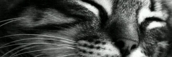 putriindaaa's profile banner image