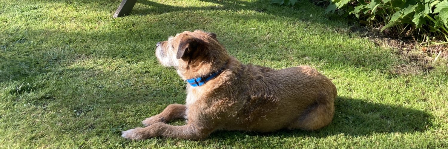 Fred Border Terrier🌈❤️ banner